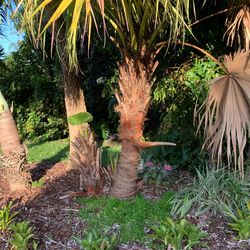 Guano Tree Plant