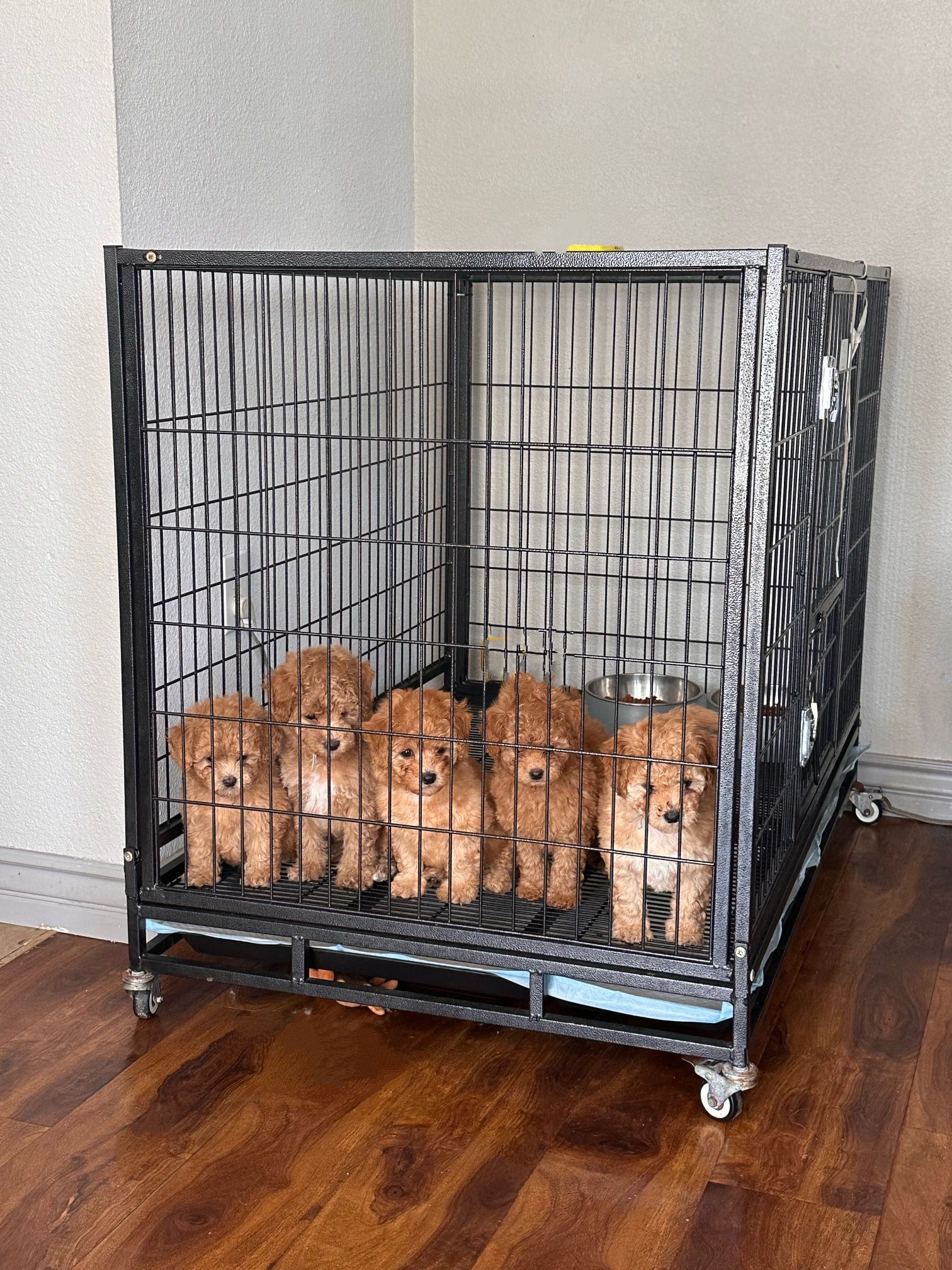Dog Cage Kennel 🐾