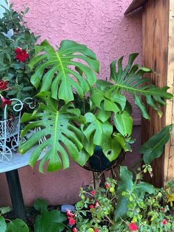 Monstera