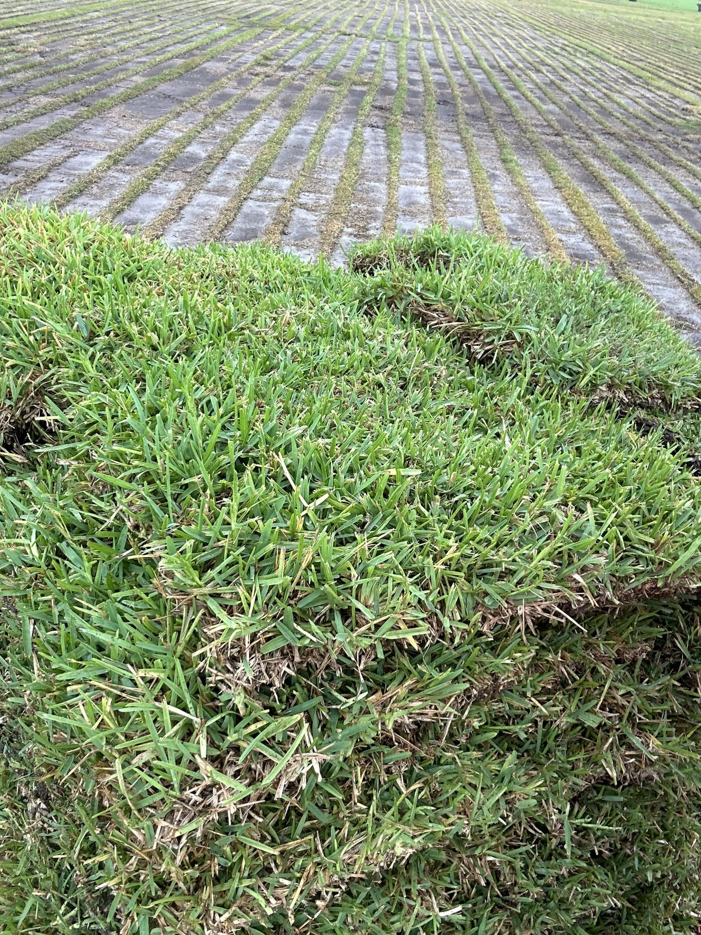 Sod Pallets For Sale
