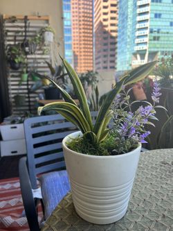 Snake Plant With White Pot