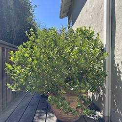 Gardenia plant in 16” diameter clay pot