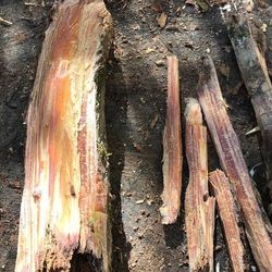 Fatwood/ Fat Lighter Fire Starter