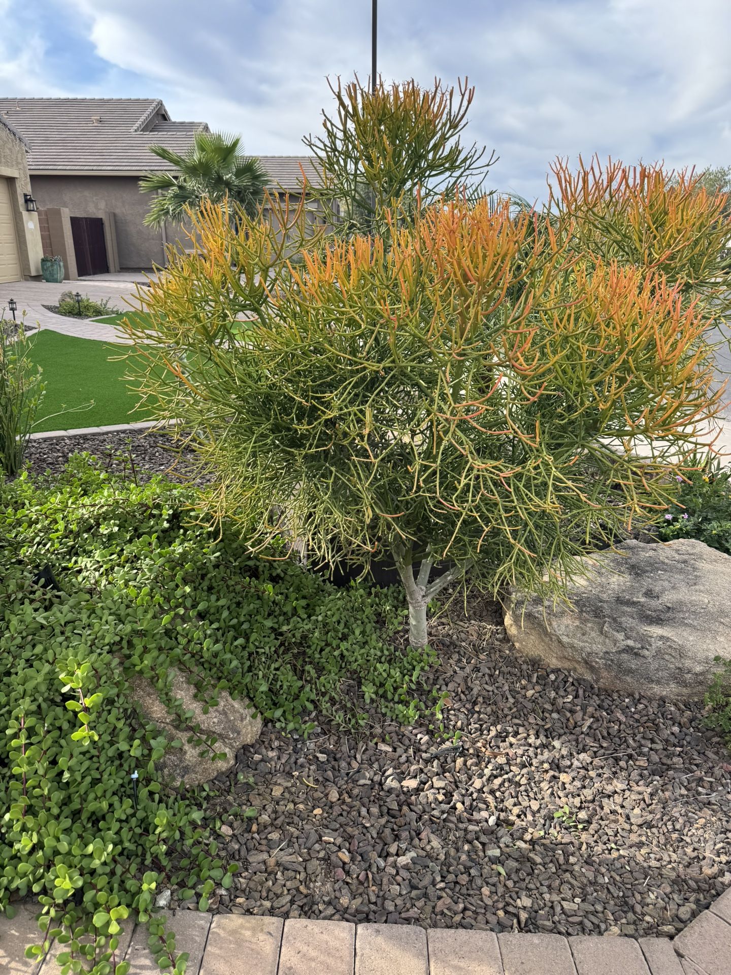 Freshly Cut Firestick Trees!