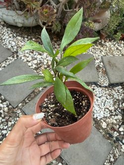 Hoya plant in 4” pot