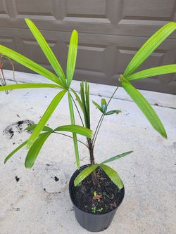 Little lady Palm Plant