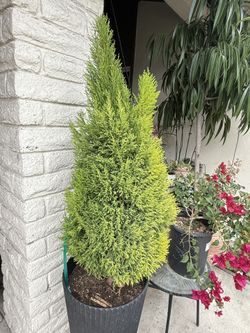 Lemon cypress Tree