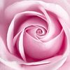 A Rose