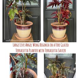 Large Live Angel Wing Begonia in a Fire Glazed Terracotta Planter with Terracotta Saucer