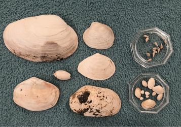 Pleistocene Age Seashells — Assortment of Bivalve & Gastropod Shells