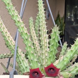 Stapelia Huernia Schneideriana Plant $25