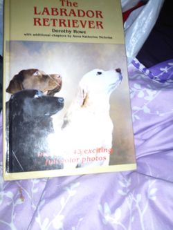 For Breeders,  And For Those Who Just Love Labradors