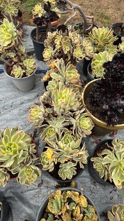 Sunburst Aeonium