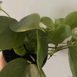 Philodendron Green 