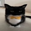 pasha