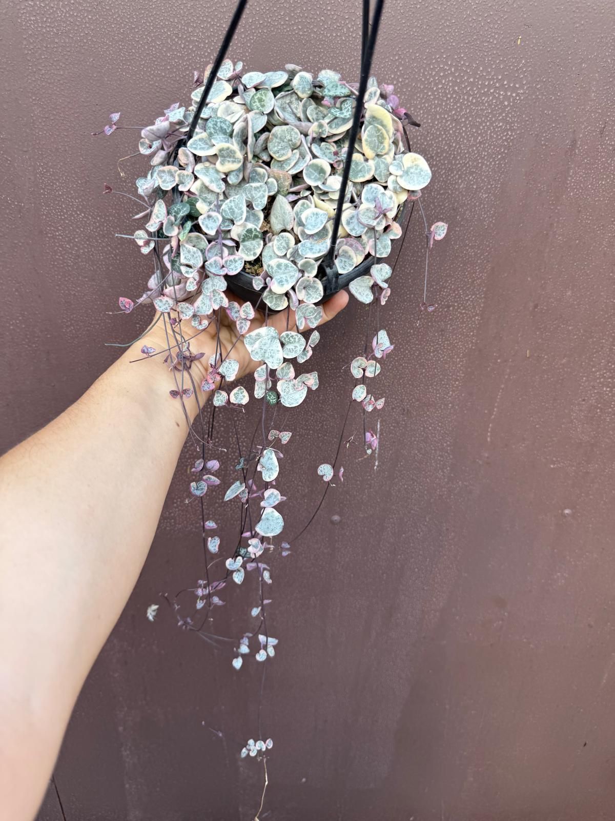 6” strings of hearts variegated