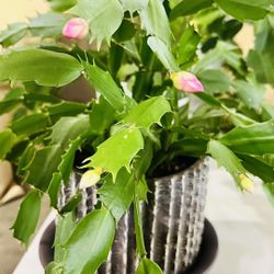 Beautiful Christmas Cactus 