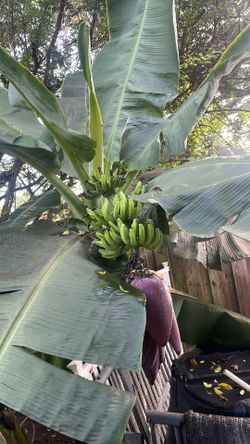 Plantain And Dwarf Banana All Sizes