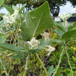 Milkweed 3gl Butterfly Plants $15