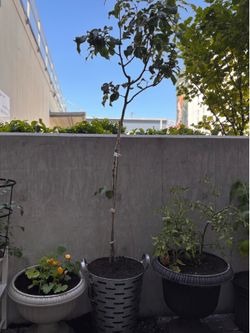 TALL English pear tree