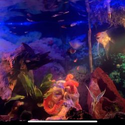 Fish Tank  With Decorations, Filters, Lights And $100 Gift Card