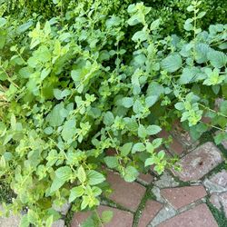 Lemon Balm Plant Tap See More for All Info