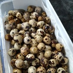 Huevos De Codorniz  Frescos