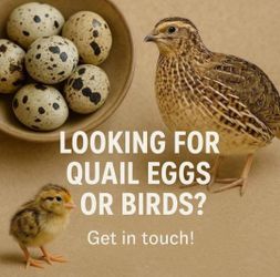 Quail needs