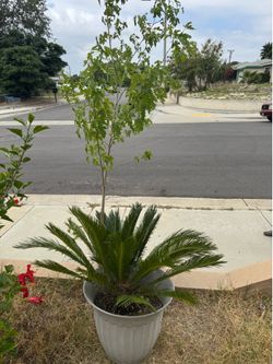 Plant