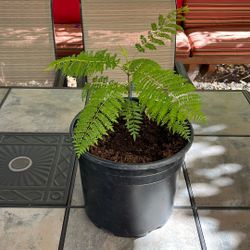 Beautiful Jacaranda Plant