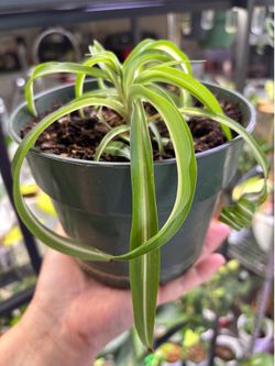 Chlorophytum Boni curly leaves