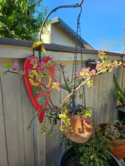 ​🌸 Rare Blooming Elephant Bush (Dwarf Jade) in Vintage Fish Terracotta Hanging Pot