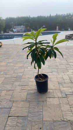 Heathy loquat tree 2-years old