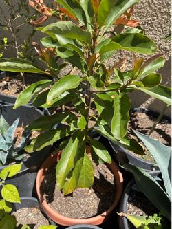 Avocado tree