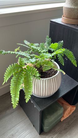 Fern Plant