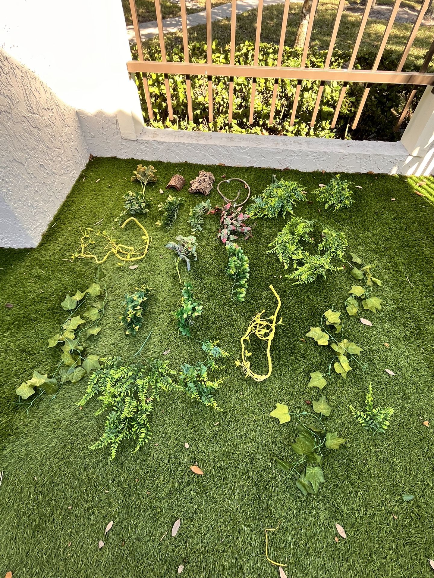 Plants For Terrarium