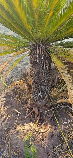 Large 3'-4' Sago Palm Plant