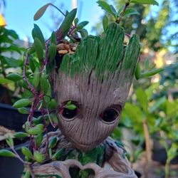 Baby Groot Planter With Fulkien Tea Tree And Little Pickle Plant