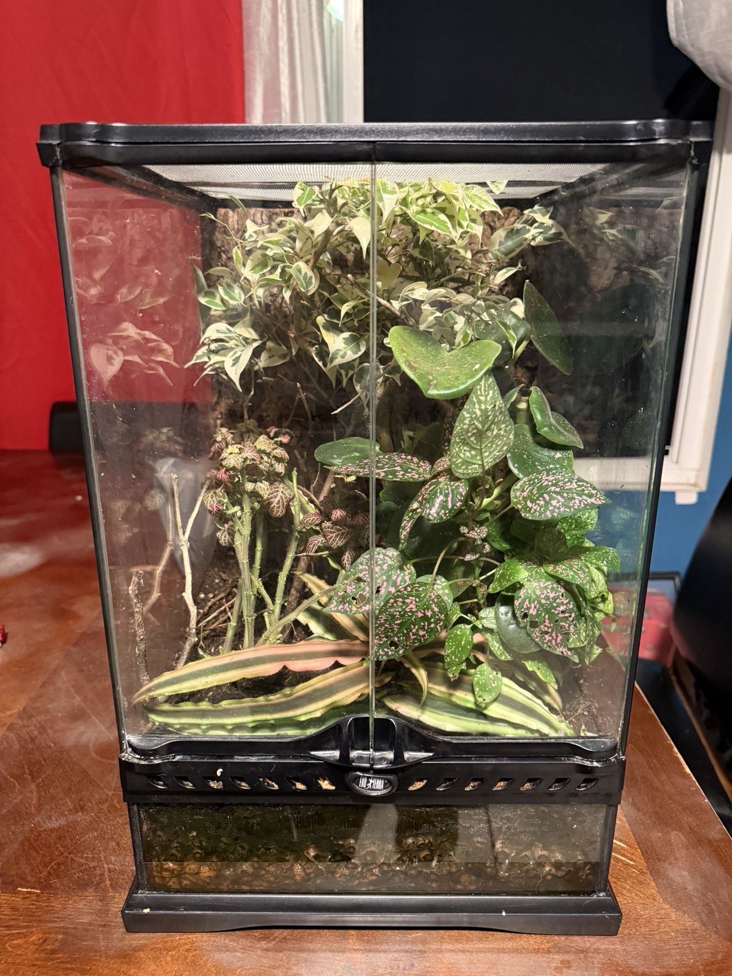 Like New Fully Bioactive Exo Terra Reptile Terrarium/Tank! (12in Length x 12in Width x 18in Height)