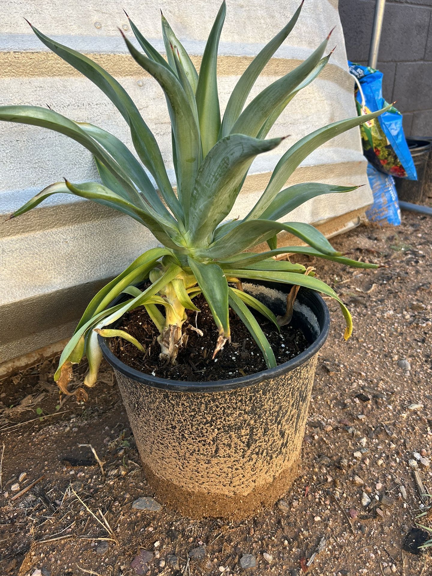 Foxtail Agave Succulent 
