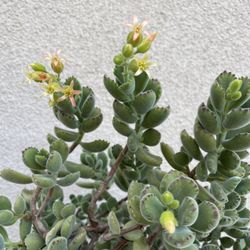 Beautiful Panda Paw 🐾 Succulent Plant