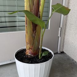 Real Strelitzia Nicolai (Bird of Paradise) Plant - 6 ft Tall - Two Shoots / Multi-Stem