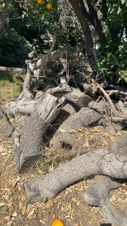 Free Seasoned Avocado Wood
