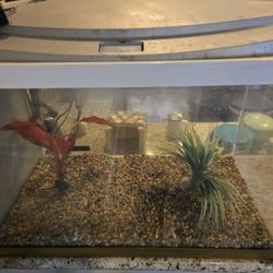 Fish Tank 