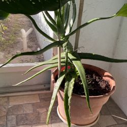 Aloe Plant