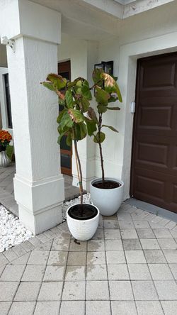 2 fig leaf plants