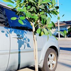 Beautiful Audrey Ficus Tree