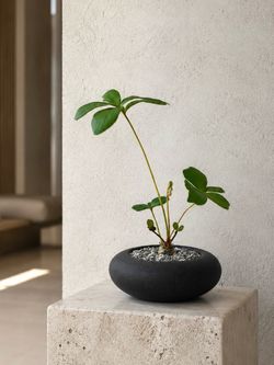 Zamia Furfuracea With ‘Butterfly Shaped Leaves’ (Handmade Planter Included). #Z1 ‘Local LA Seller’