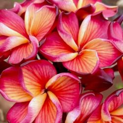 (VERY RARE) PLUMERIA ( J.L. HAWAIIAN CLASSIC ) GRAFTED ROOTED CUTTING PLANT IN POT 17"-1 TIP.