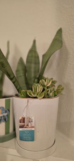 Moonshine snake plant